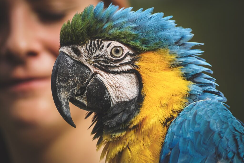Vom Schreihals zum Gesprächspartner: Dein Weg zum Verständnis deines Papageis