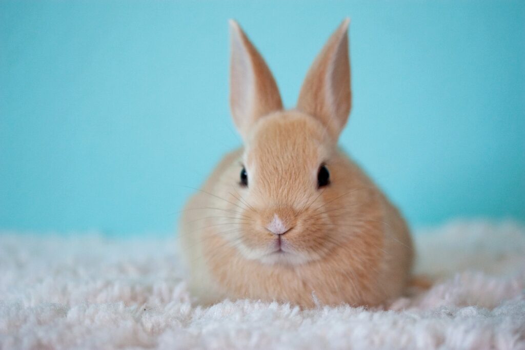 Schritt für Schritt zum Kaninchenglück – Kaninchen als Haustier