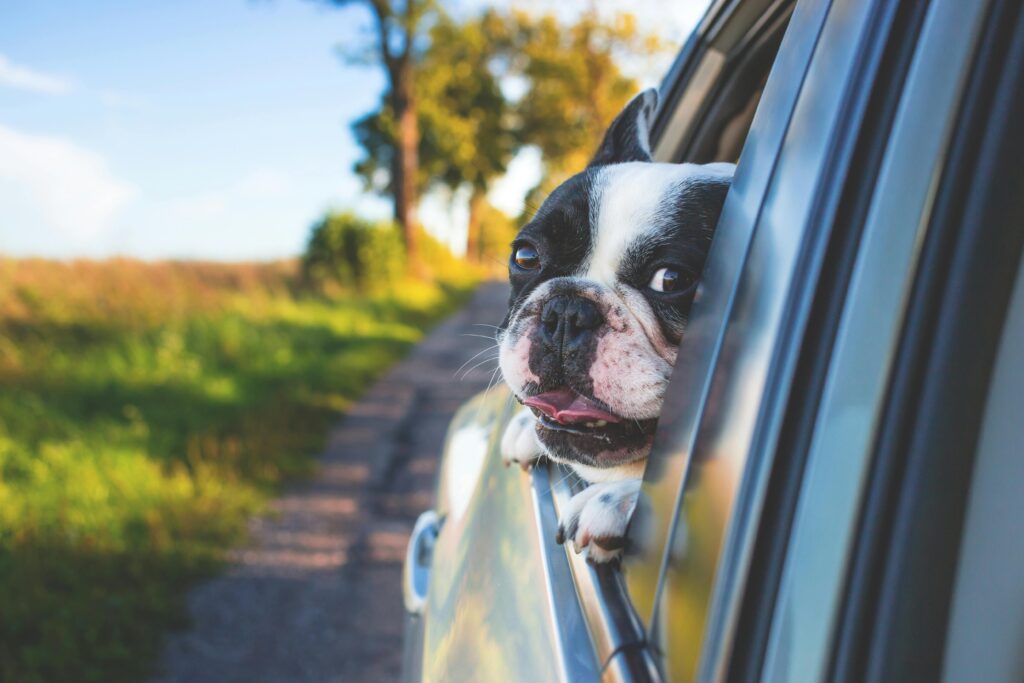 Sommer, Sonne und die unterschätzte Gefahr für den Hund im Auto