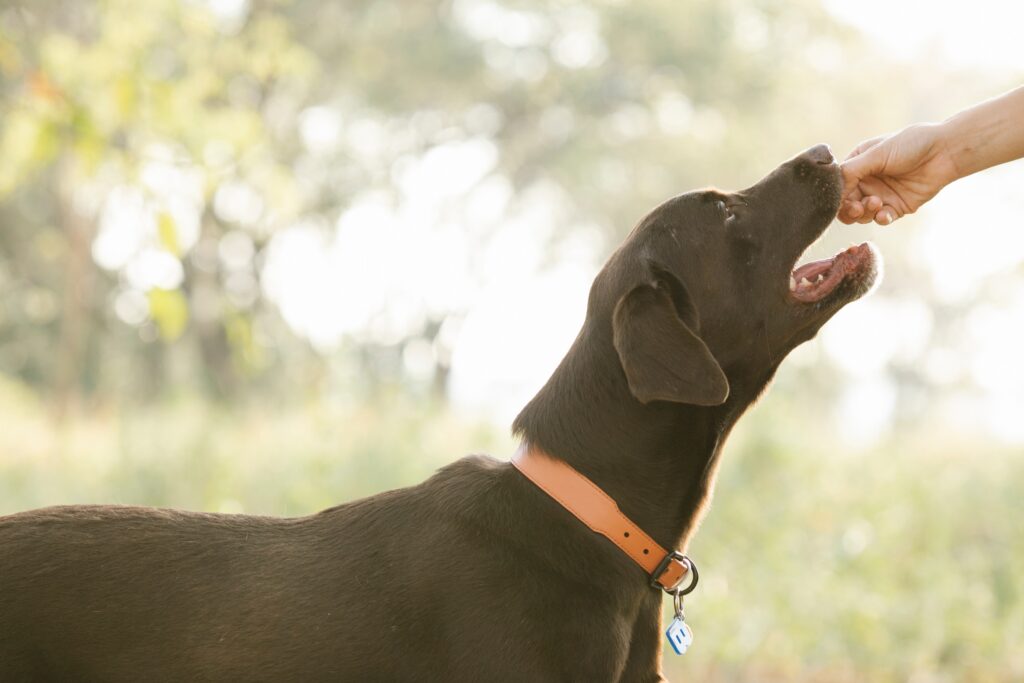7 Essentielle Tipps für eine Ausgewogene, gesunde Hundeernährung: Gesund & Glücklich